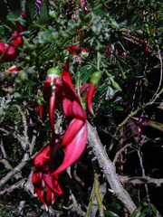 Clianthus puniceus