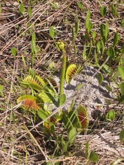 Dionaea muscipula