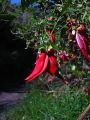 Clianthus puniceus