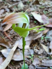 Pterostylis baptistii