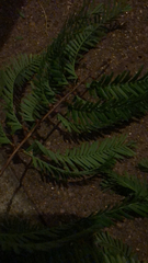 Metasequoia glyptostroboides
