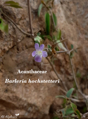 Barleria hochstetteri