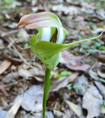 Pterostylis baptistii