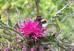 Bombus lucorum