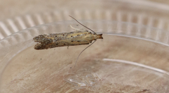 Metzneria paucipunctella