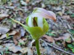 Pterostylis baptistii