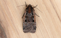 Parabagrotis exsertistigma