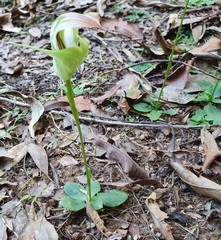 Pterostylis baptistii