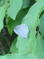 Celastrina argiolus ladonides