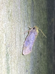 Acrolophus texanella