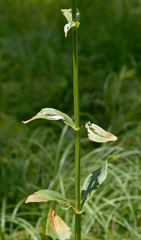 Physostegia digitalis