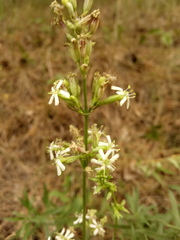 Silene sibirica