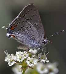 Satyrium californica