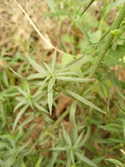 Silene sibirica