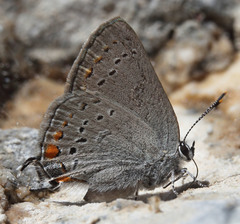 Satyrium californica