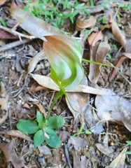 Pterostylis baptistii