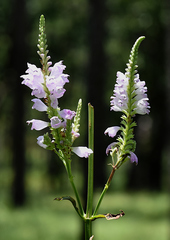 Physostegia digitalis