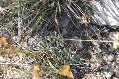 Eriogonum lachnogynum