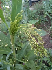 Panicum miliaceum