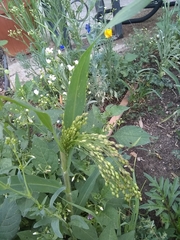 Panicum miliaceum