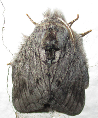 Desmeocraera basalis