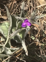 Tradescantia crassifolia