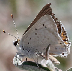 Tharsalea xanthoides