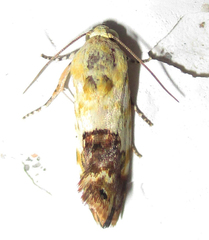 Acontia imitatrix