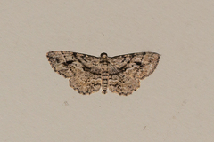 Boarmia curtaria