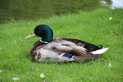Anas platyrhynchos