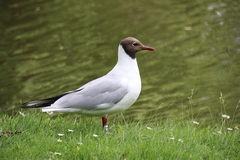 Chroicocephalus ridibundus