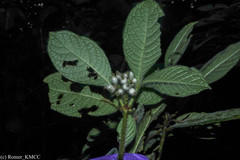 Psychotria andapae