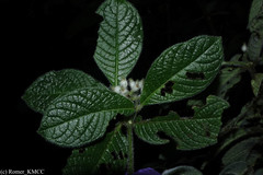 Psychotria andapae