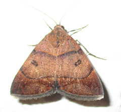 Plecopterodes moderata