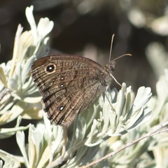 Cercyonis sthenele