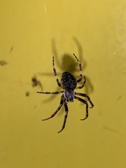 Araneidae