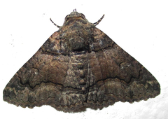 Pericyma atrifusa