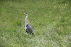 Ardea cinerea