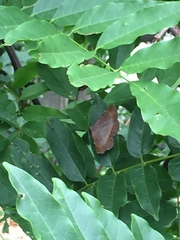 Mecodina nubiferalis