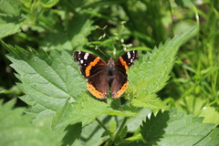 Vanessa atalanta