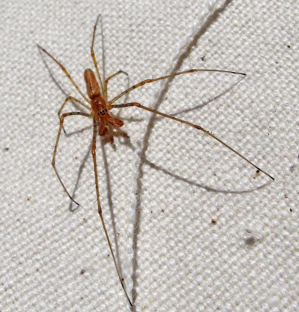 Tetragnatha versicolor (Checklist of Spiders of San Diego County ...