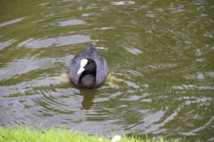 Fulica atra