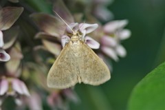 Framinghamia helvalis