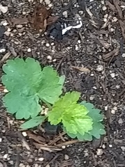 Pastinaca sativa sativa