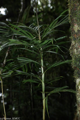 Dypsis cookei