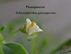 Schweinfurthia pterosperma
