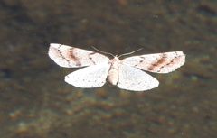 Thallophaga hyperborea