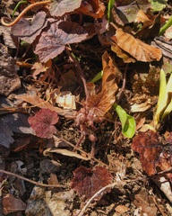 Tiarella stolonifera