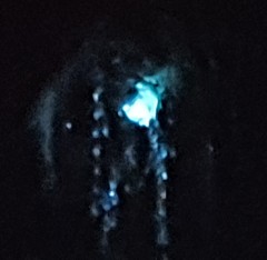 Arachnocampa