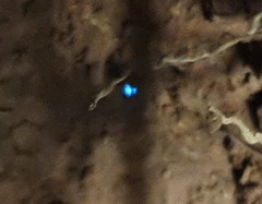 Arachnocampa
